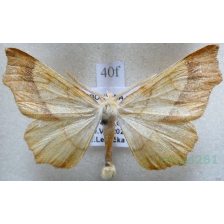 Ennomos quercinaria (Hufnagel, 1767) male Latalec dębiniak Czech40f